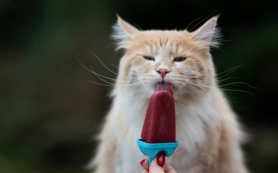 Canicule, comment protéger nos animaux de compagnie ?