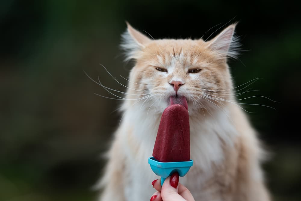Canicule, comment protéger nos animaux de compagnie ?