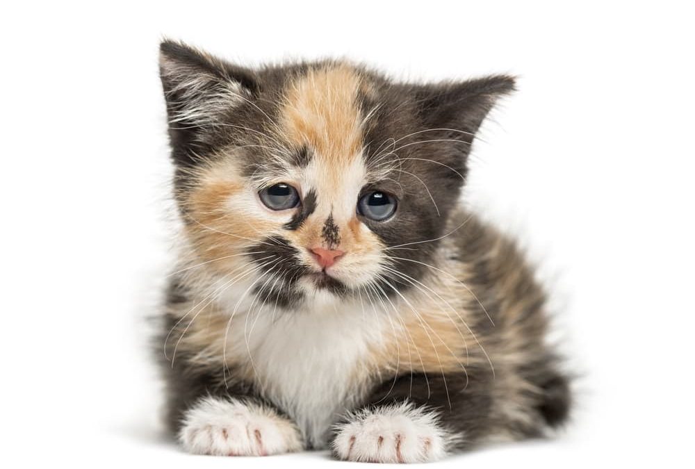 Chaton triste