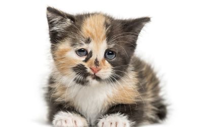 Comment occuper un chat qui s&rsquo;ennuie ?