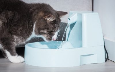 Fontaine à eau pour chat, comment bien la choisir ?