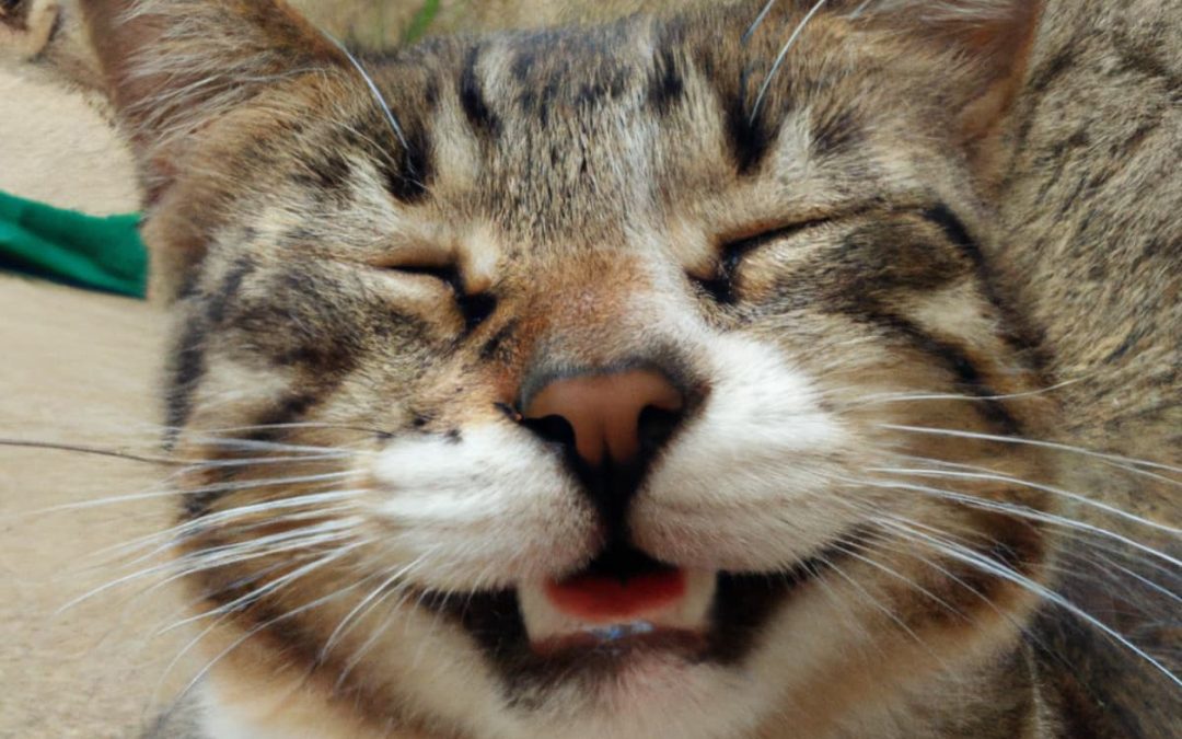 Gamelle anti glouton chat, pourquoi l&rsquo;utiliser ?