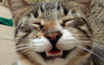Gamelle anti glouton chat, pourquoi l&rsquo;utiliser ?